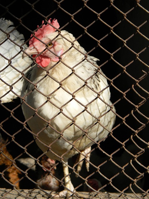 界舞台上展 界舞台上展